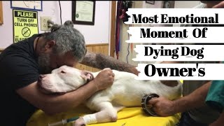 Emotional Moments Owners Say Goodbye To Their Dying Dog  COMPILATION 😭 Try Not To Cry [upl. by Fulcher106]