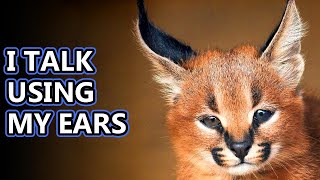 Caracal facts aka the desert lynx  Animal Fact Files [upl. by Artek]