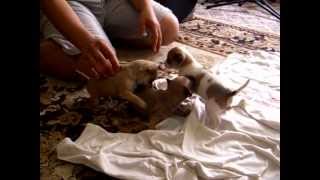 4 weeks old chiweenie puppies [upl. by Samtsirhc]