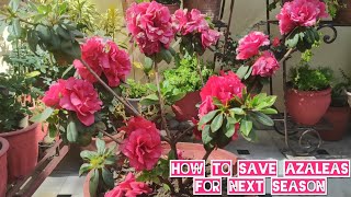 How to grow n care azalea plant Azalea plant potting mix n care Azalea summer care [upl. by Earised]