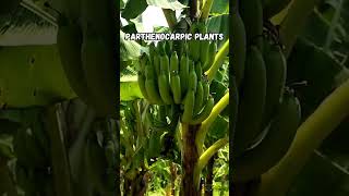 Plant Reproduction Dioecious vs Parthenocarpic plantscience sustainablefarming seedlesscrops [upl. by Siraj228]