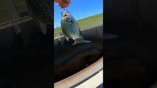 How to catch crappie at any spillway Fishing Crappie [upl. by Murtagh]