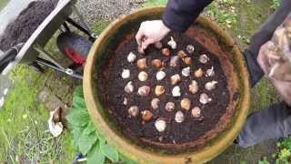 planting tulip bulbs in pots [upl. by Aroz]