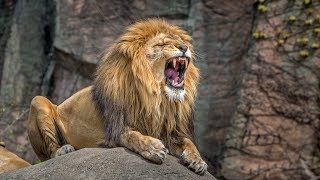 leones africanos  de cachorro a rey  documental de leones [upl. by Nizam6]