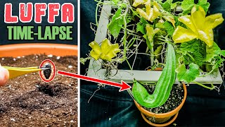 Luffa Plant Growing Time Lapse  Seed To Gourd 114 Days [upl. by Iams]