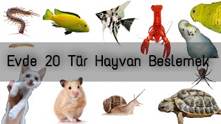 Bütün Hayvanlarımı Bir Videoda Gösterdim Evde 20 tür beslemek [upl. by Ayotahs]