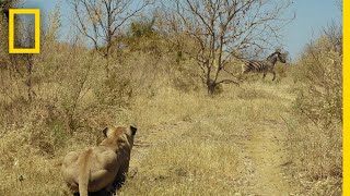 Lions Hunt Zebra  Savage Kingdom [upl. by Edik372]