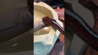 ENDANGERED SNAKE DEVOURS BIG FISH Californian Redsided garter snake shorts [upl. by Winfred]