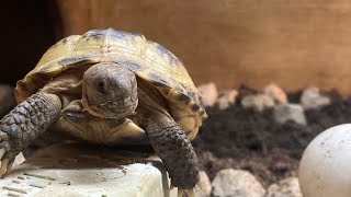 What do tortoises eat  In depth guide to food growing your own toxic food and pellets [upl. by Nylrad415]