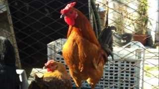 Galli una Gara di CANTO Roosters Singing Italy [upl. by Airlie989]