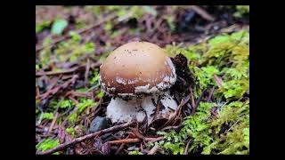 January Mushroom Foraging [upl. by Raseta]