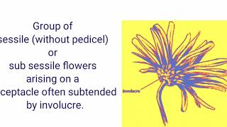 RACEMOSE INFLORESCENCEBASED ON MAIN AXIS FLATTENED [upl. by Libre]