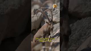 The Incredible Ibex Unveiling the Masters of the Mountain 😱😱 MountainMasters WildlifeWonders [upl. by Dawn]