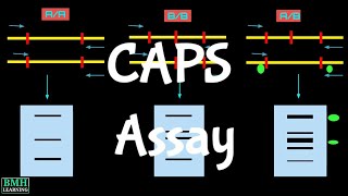 Cleaved Amplified Polymorphic Sequence Assay  CAPS Assay [upl. by Placidia676]