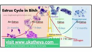 Facts From the Farm 7 Life Cycle of a Dairy Cow [upl. by Yennej]