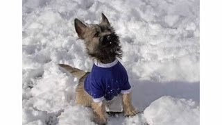 Cairn Terriers playing in the snow [upl. by Coyle917]