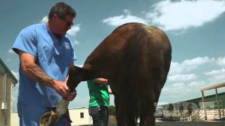 Suspensory Tendon Injury [upl. by Booze]