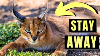 CARACAL  The MOST DANGEROUS Domesticated Cat In the World [upl. by Aseen]