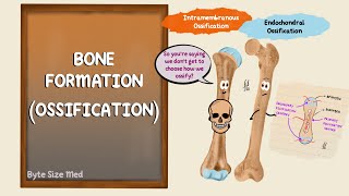 Ossification  Bone Formation  Histogenesis of Bone  Bone Histology  Embryology of the Skeleton [upl. by Akinnej705]