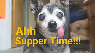 Watch This Toothless Chihuahua Gum Down His Dinner 😂🥹♥️ [upl. by Faux]