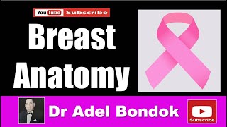 Breast Anatomy Dr Adel Bondok [upl. by Remy865]