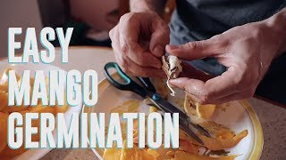 How To Germinate A Mango Pit the FAST Way [upl. by Ariella]