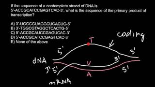 Template and coding strands of DNA [upl. by Irisa]