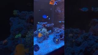 5 Month old Saltwater Reef Tank you can do it too aquariumhobby saltwateraquarium [upl. by Wunder]