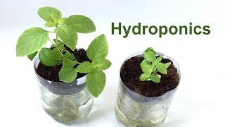 Hydroponics in a 2Liter Soda Bottle – Science Project [upl. by Ailemac]