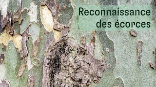 Les arbres  reconnaissance des écorces [upl. by Namielus]