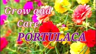 How to GrowCare and Propagate PortulacaMoss rose9 O Clock flower plant [upl. by Esinek]