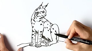 How to draw a lynx cat [upl. by Ablem]