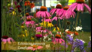 Brookfield Plants on BBC Hampton Court Palace Flower Show 2011 [upl. by Carline]