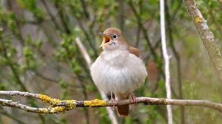 Calming Nightingale Birdsong 1 Hour Of Relaxation In 4k Quality [upl. by Yanahc]