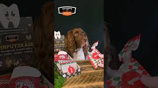 Hundeadventskalender ASMR  so macht auspacken Spaß [upl. by Ancell870]