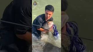 Net fishing fish youtubeshorts shortvideo fiahing vairalshort ytshorts silvar fish [upl. by Gawlas270]