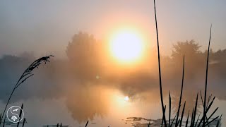 Gentle fog in the early morning on the lake Beautiful sunrise Pleasant sounds of nature birds [upl. by Seligman]