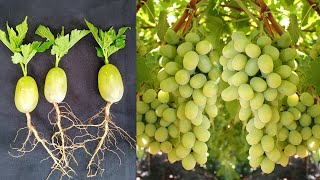 How to Grow a Seedless Green Grape Plant at Home Easy Method  SeedlessGrape Cultivation [upl. by Marice]