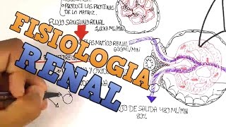 Fisiologia Renal  El Glomerulo Explicacion facil [upl. by Nickerson]