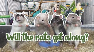 GETTING BABY RATS rat cage setup PetSmart haul amp bringing home baby rats vlog [upl. by Fredrick]