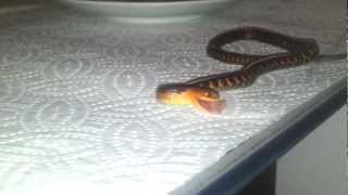 4 weeks old garter snake eating sardine [upl. by Noreen]