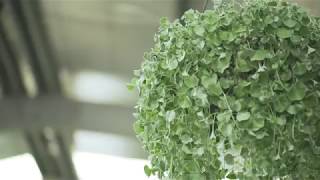 How to grow and care for Dichondra Silver Falls [upl. by Euk]