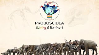 PROBOSCIDEA Size Comparison with Conservation Status LIVING amp EXTINCT [upl. by Nylad]