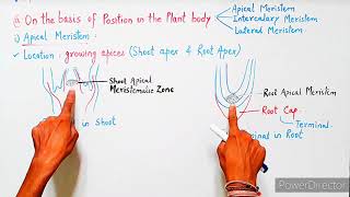 Meristematic Tissue  Meristems  Characteristics Classification amp Functions  Plant Tissues [upl. by Nerin]