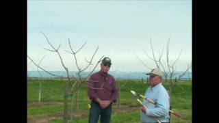 Pistachio Pruning amp Training  Years 3 to 5 [upl. by Thomasin]