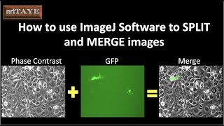 How to use ImageJ Software to SPLIT and MERGE images [upl. by Anailuj]