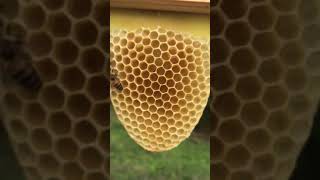 Bees making comb [upl. by Leschen]