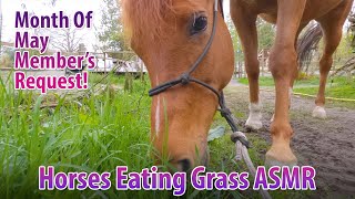 Horses Eating Grass ASMR [upl. by Box]