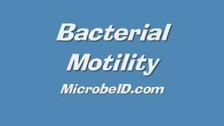 Bacteria Motility [upl. by Phelan]