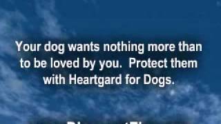 Heartgard for Dogs [upl. by Aloisius]